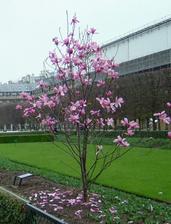 magnolie