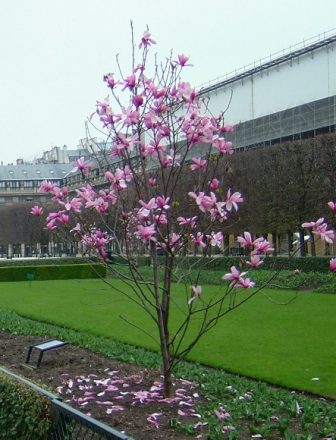 Zahrada - magnolie
