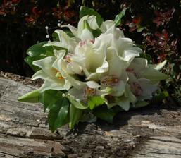 Tahle to vyhraje - orchidee jsou nádherné!