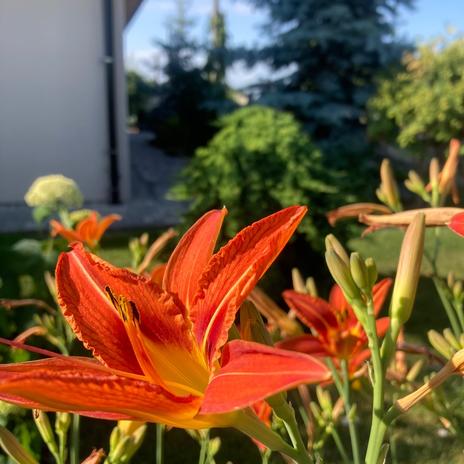 Zahrada 2025 🌲🌹