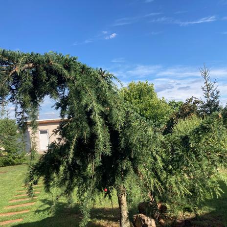 Zahrada 2025 🌲🌹