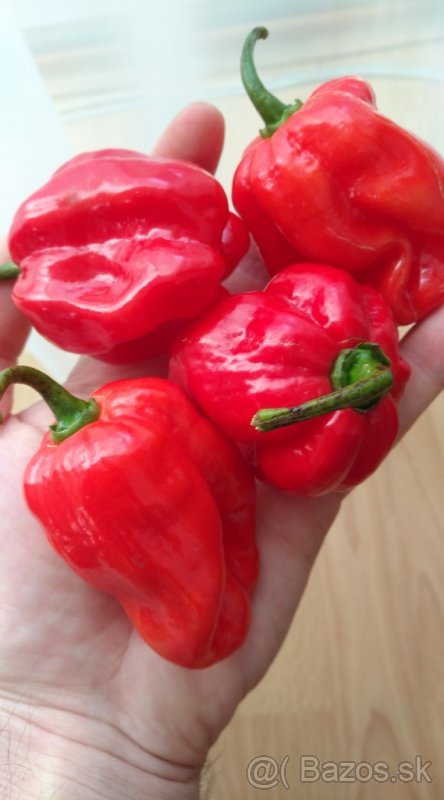 Predaj priesady sadenice planty chilli papriky paradajky - Obrázok č. 4