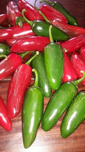 Predávame Jalapeno chilli papričky čerstvé - Obrázok č. 4