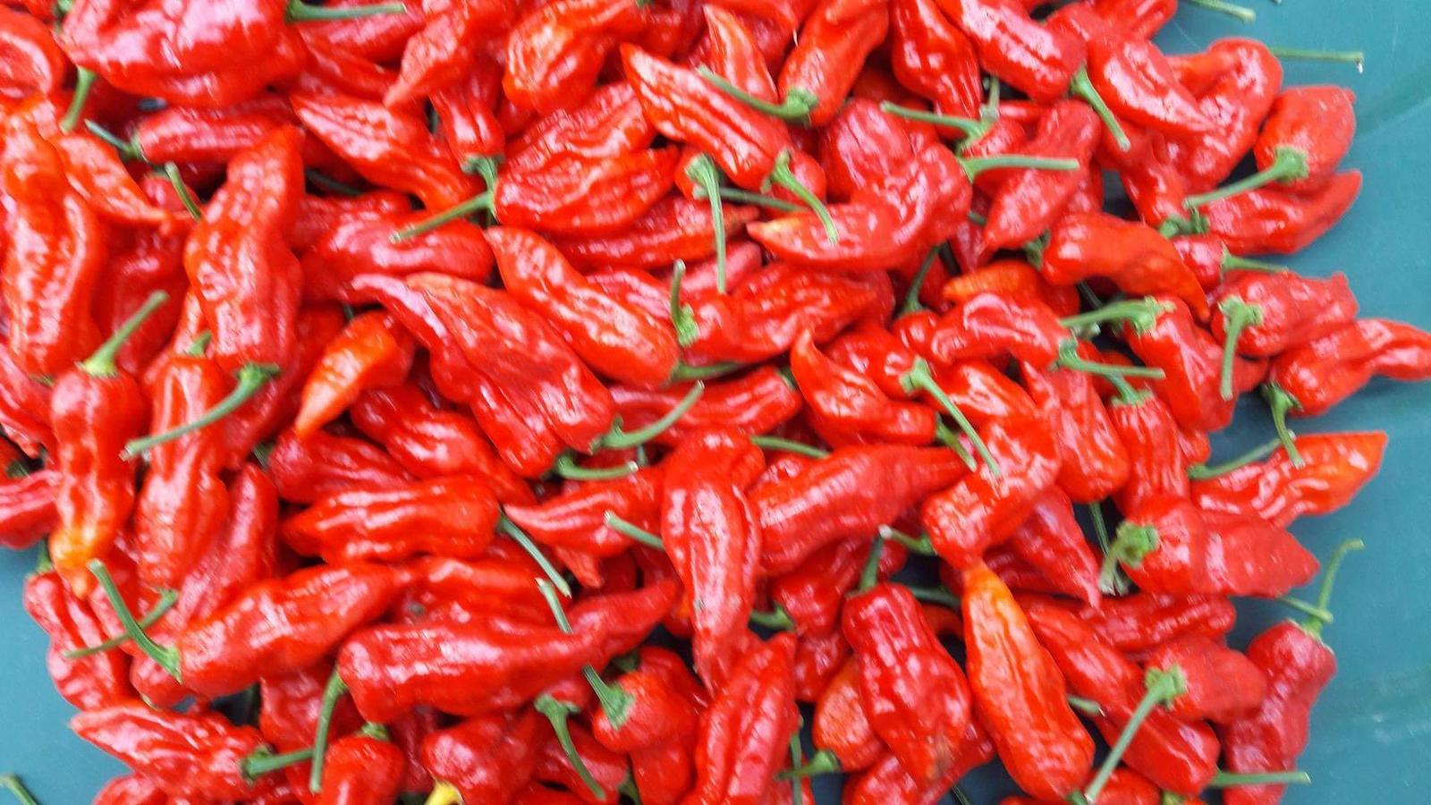 Predavame HABANERO chilli papričky čerstvé - Obrázok č. 3