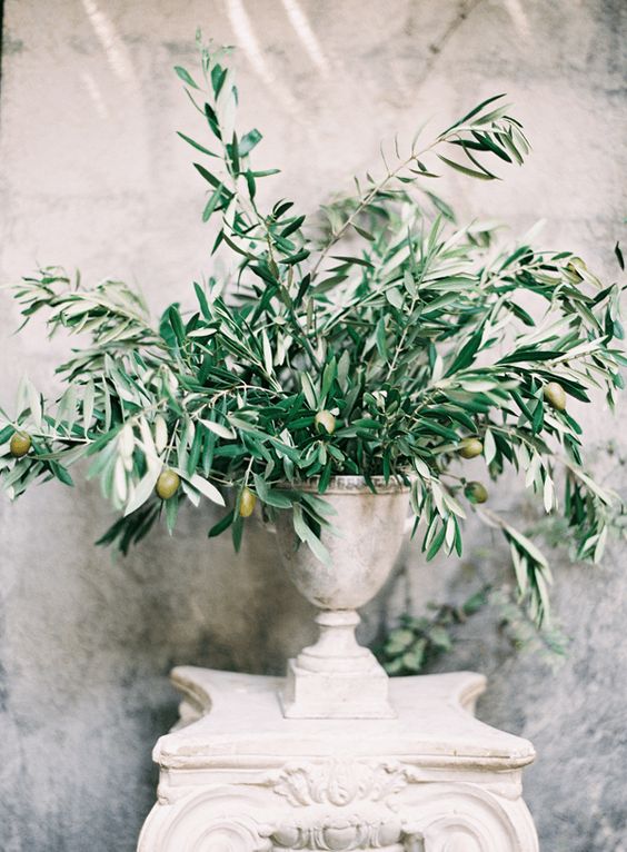 Olivovník jako dekorace - Obrázek č. 8