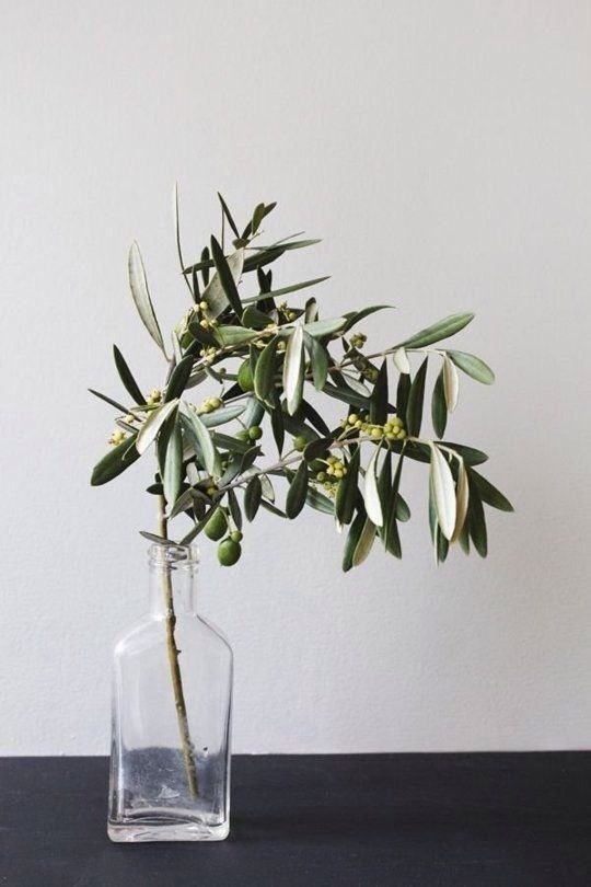 Olivovník jako dekorace - Obrázek č. 12