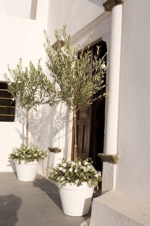 Olivovník jako dekorace - Obrázek č. 38