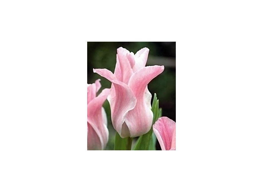50 kusov holandských tulipánov za 23 eur vrátane poštovného a balného - Obrázok č. 1