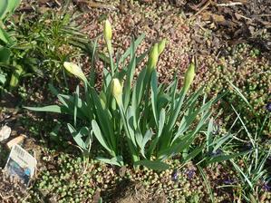 narcisky