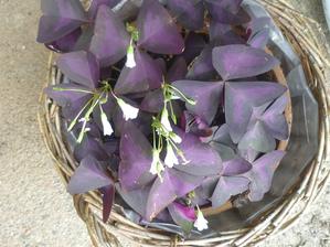 oxalis