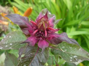 monarda