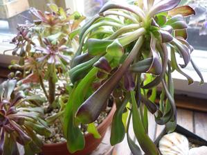 aeonium