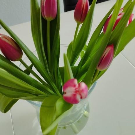 Miluji tulipány