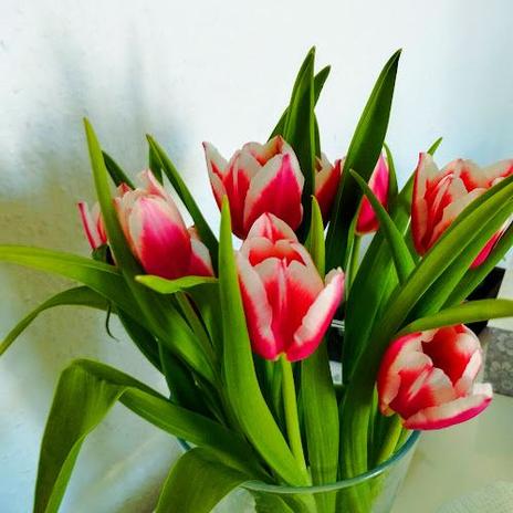 Miluji tulipány