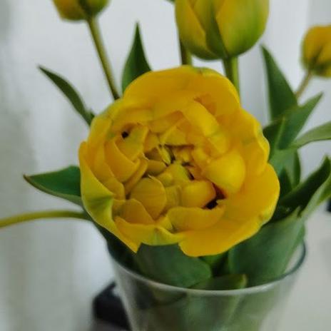 Miluji tulipány