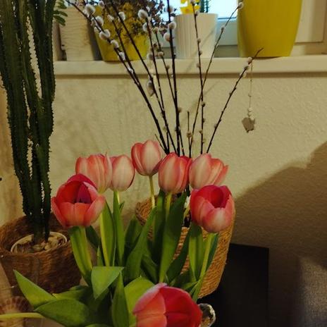 Miluji tulipány