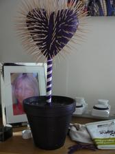 Started my sweet tree