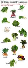 Rastlinky, ktoré znesú aj úplne tienisté miesto: Kel, Cvikla, Petržlen, Koriander, Šalát, Jarná cibuľka, Cesnak, Špenát, Bok choy, Kapusta sitinová, Mrkva, Mangold, Paštrnák, Rukola, Zemiaky