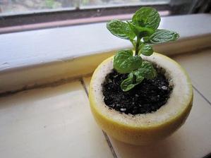 Ako ekologická "nádobka" na naklíčenie poslúži aj šupka od citrusu.