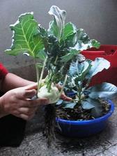 Kaleráby sú zeleninou, ktorá je veľmi zdravá, pretože obsahuje veľké množstvo dôležitých vitamínov. Pestovať sa dá prakticky po celý rok, záleží však na tom, akú odrodu zvolíte. Nezabudnite na dostatočný humus.