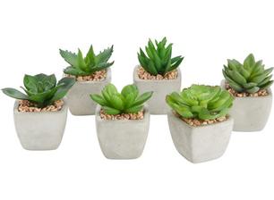 Sukulent Mimi Moebelix 1,99eur kus