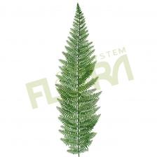 kvety paprad 0,24eur florasystem