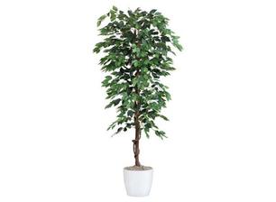 do rohu ku gaucu Ficus Benjamina Benjamina Moebelix 50eur