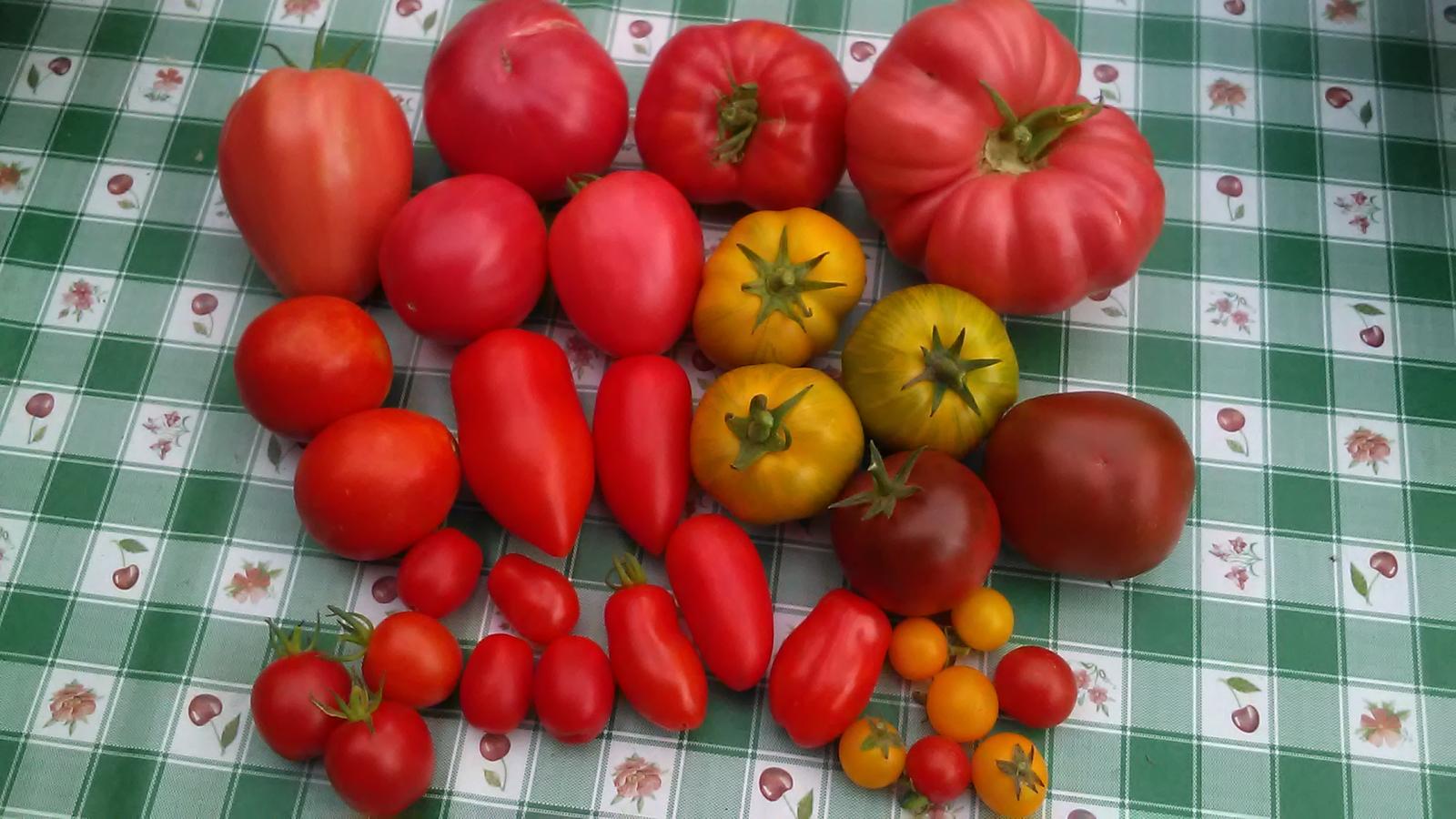 semienka paradajok (zber leto/2021) - Obrázok č. 1