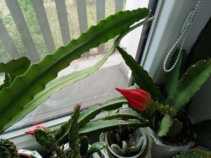 kaktus s červeným kvetom - Obrázok č. 1