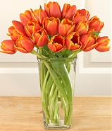 JEDINĚ TULIPÁNY:-)