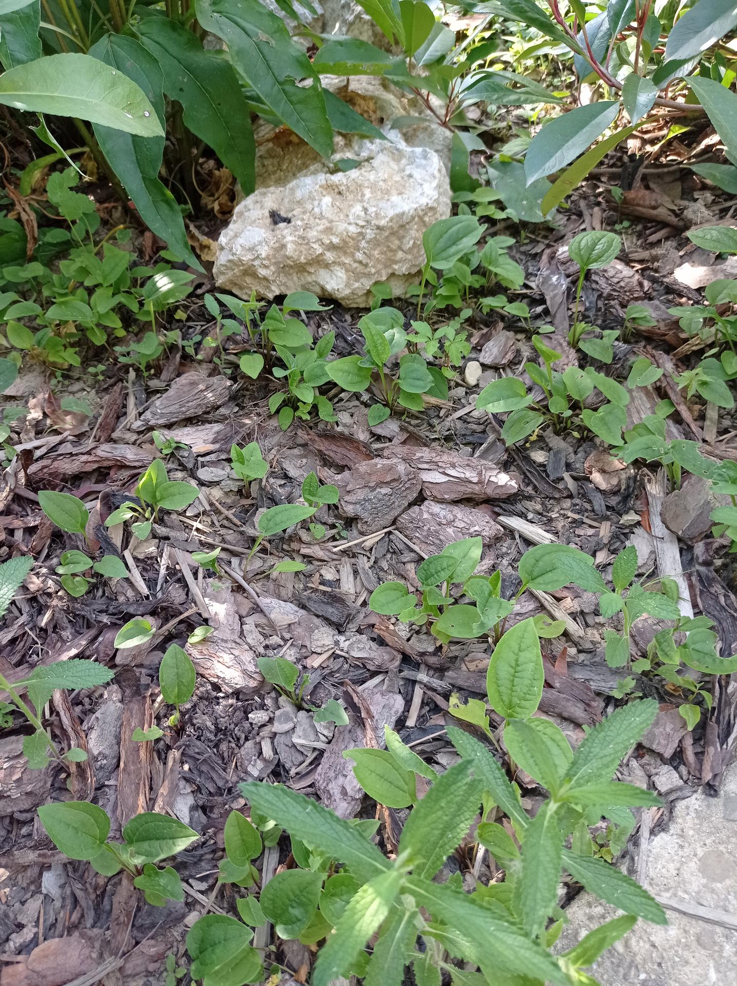 Žijeme vonku - Zistila som,že si pestujem vlastnú trvalkovú škôlku 😃vysememená Echinacea purpurea a Verbena bonariensis,čo odkvitla minulý rok...takže už nekupujem ,nechám podrásť a po lete môžem presádzať 😃