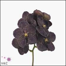 po dnešní schůzce s floristkou domluveno, že hnedá v kytce bude vanda... ostatní se nechám překvapit