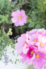 https://mypieceofvintageprairie.blogspot.sk/2017/10/grow-your-own-cutting-garden-with.html