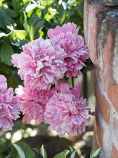 https://mypieceofvintageprairie.blogspot.sk/2018/01/garden-in-2017-zahrada-v-roku-2017.html