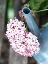 http://www.prairie-charm.com/2018/09/aktualne-v-zahrade.html