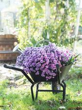 http://www.prairie-charm.com/2018/10/kvet-mesiaca-astra.html
