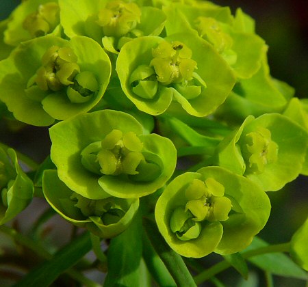 V jednoduchosti je krasa* - kvety mesiaca August> Euphorbia