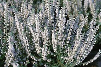 vresovec erica carnea springwood white