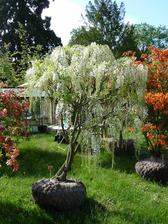 wisteria biela na kmienku