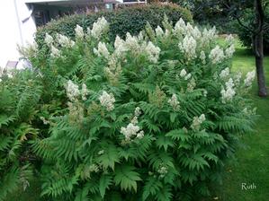 biele astilbe