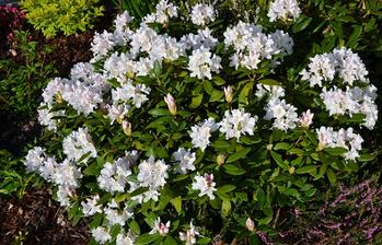 biely rododendron