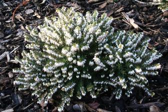 vresovec erica carnea springwood white