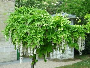 wisteria biela na kmienku