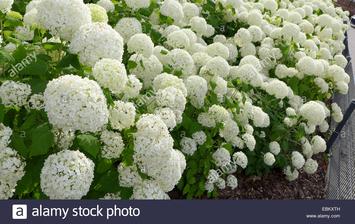 hydrangea macrophylla white