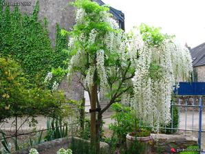 wisteria na kmienku