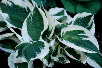 hosta