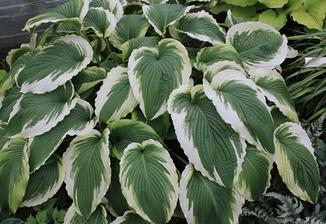 hosta