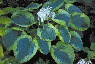 hosta