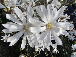 magnolia stelatta
