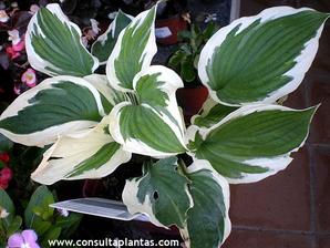 hosta